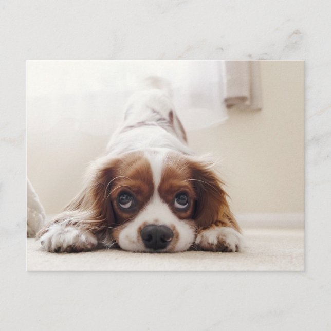 Tarjeta postal del adorable King Charles Cavalier  (Anverso)