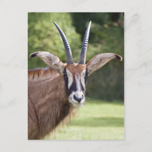 Tarjeta postal del antílope roano