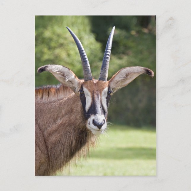 Tarjeta postal del antílope roano (Anverso)