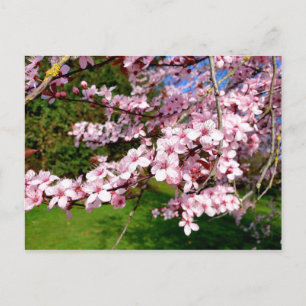 Tarjeta postal del árbol de cerezo en flor en el p