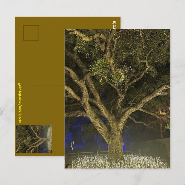 Tarjeta postal del árbol de la luz (Anverso / Reverso)