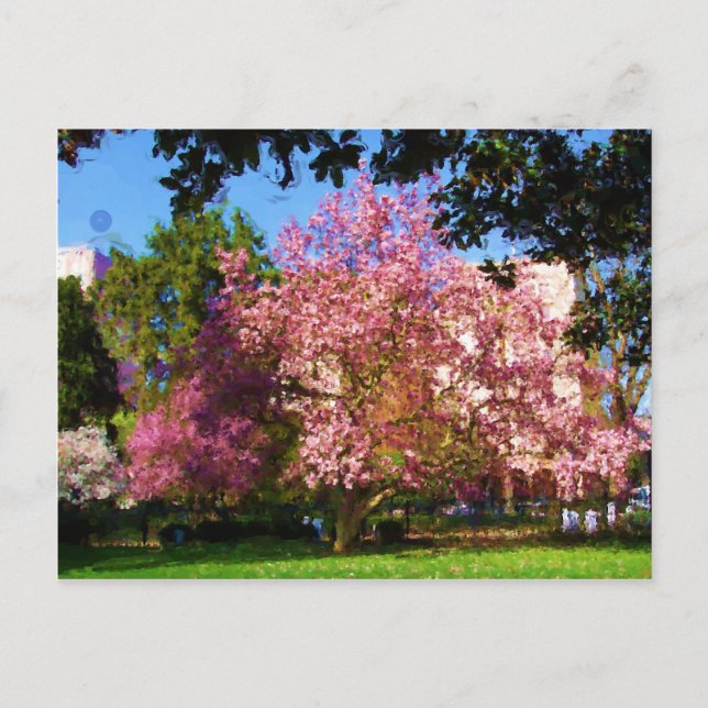 Tarjeta postal del árbol de magnolia (Anverso)