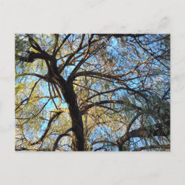 Tarjeta postal del árbol Willow