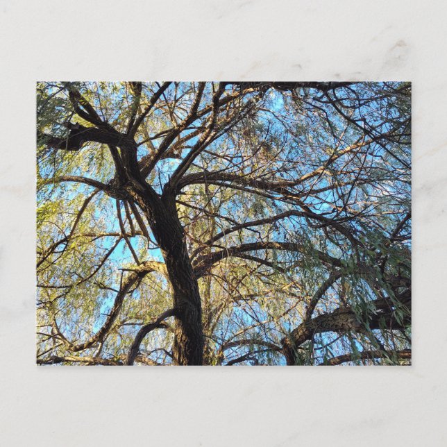 Tarjeta postal del árbol Willow (Anverso)