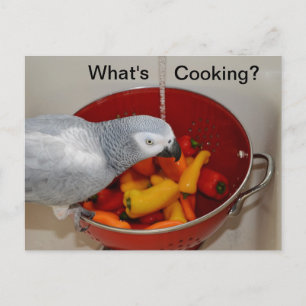 Tarjeta postal del ayudante de cocina de cocina gr