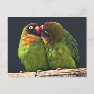Tarjeta postal del beso de las aves del amor