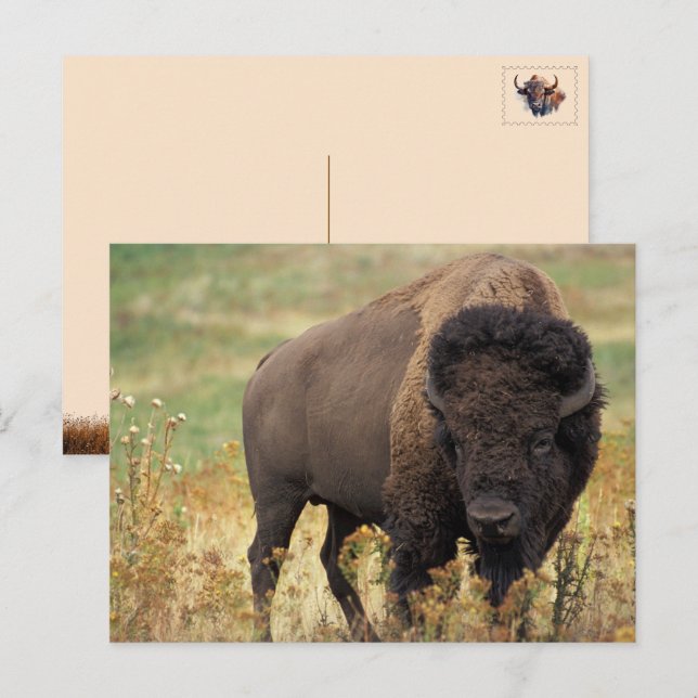Tarjeta postal del bisonte americano / búfalo (Anverso / Reverso)