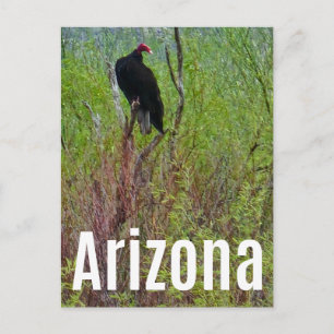 Tarjeta postal del buitre de Arizona Desierto de S