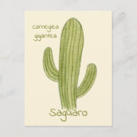 Tarjeta postal del cactus saguaro.