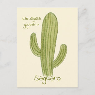 Tarjeta postal del cactus saguaro.