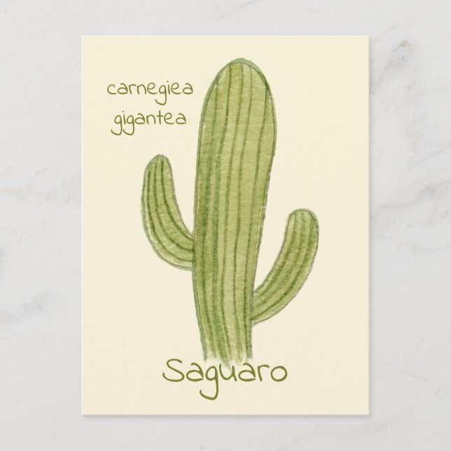Tarjeta postal del cactus saguaro. (Anverso)
