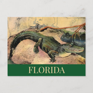 Tarjeta postal del caimán de Florida