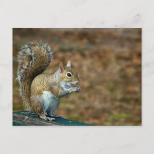 Tarjeta postal del calendario de la foto de la ard