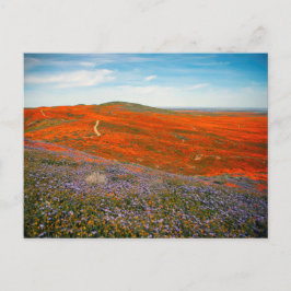 Tarjeta postal del campo de amapolas