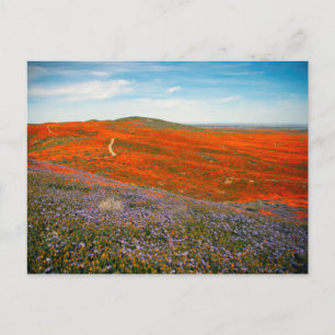 Tarjeta postal del campo de amapolas