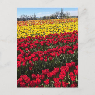 Tarjeta postal del campo de tulipanes rojos y amar