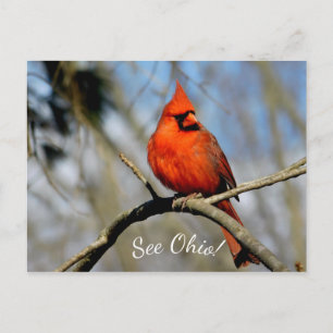 Tarjeta postal del cardenal (Ver Ohio)