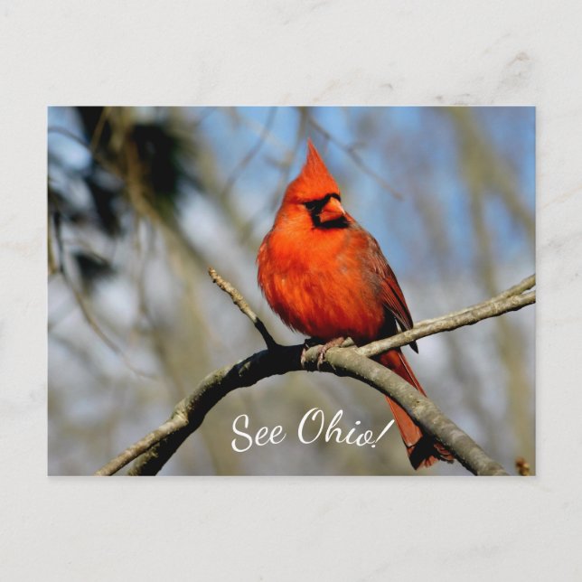 Tarjeta postal del cardenal (Ver Ohio) (Anverso)
