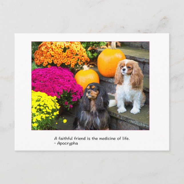 Tarjeta postal del Cavalier King Charles amigo fie (Anverso)