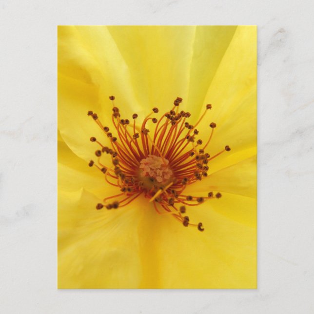 Tarjeta postal del centro de rosa amarillo (Anverso)