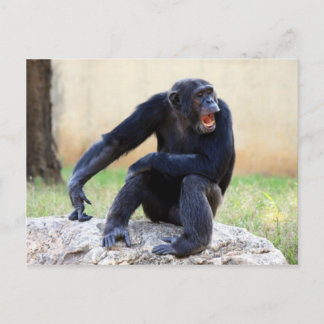 Tarjeta postal del chimpancé gritando