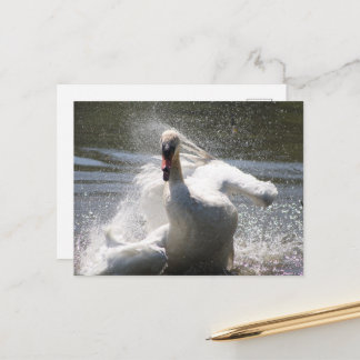 Tarjeta postal del cisne