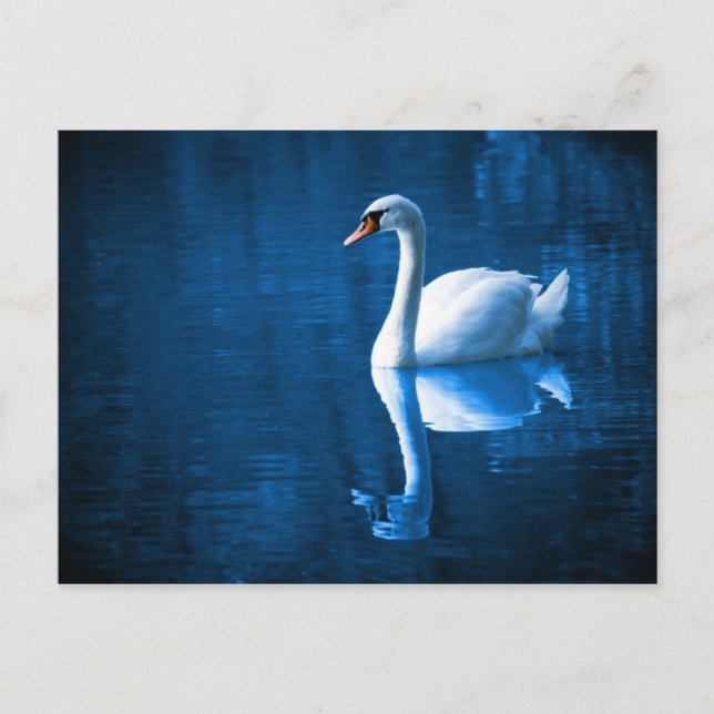 Tarjeta postal del cisne blanco en aguas azules (Anverso)