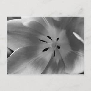 Tarjeta postal del corazón de un tulipán en monocr