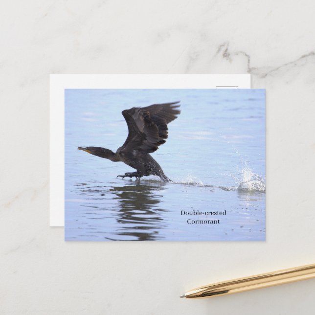 Tarjeta postal del cormorán de doble cresta (Anverso/Reverso In Situ)