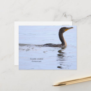 Tarjeta postal del cormorán de doble cresta