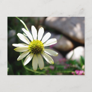 Tarjeta postal del Día de Verano del Daisy perezos