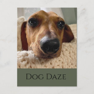 Tarjeta postal del día del perro teckel