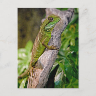 Tarjeta postal del dragón de agua chino