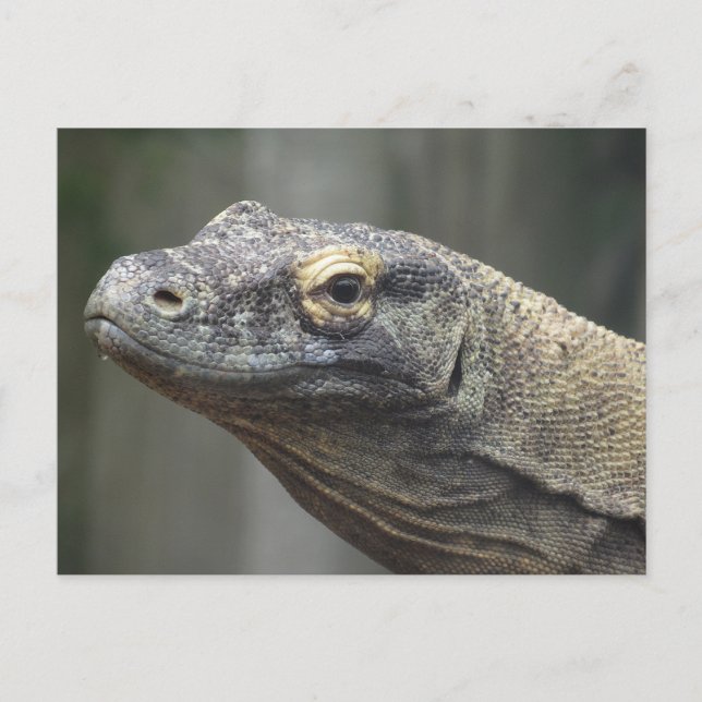 Tarjeta postal del dragón de Komodo (Anverso)