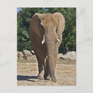 Tarjeta postal del elefante africano