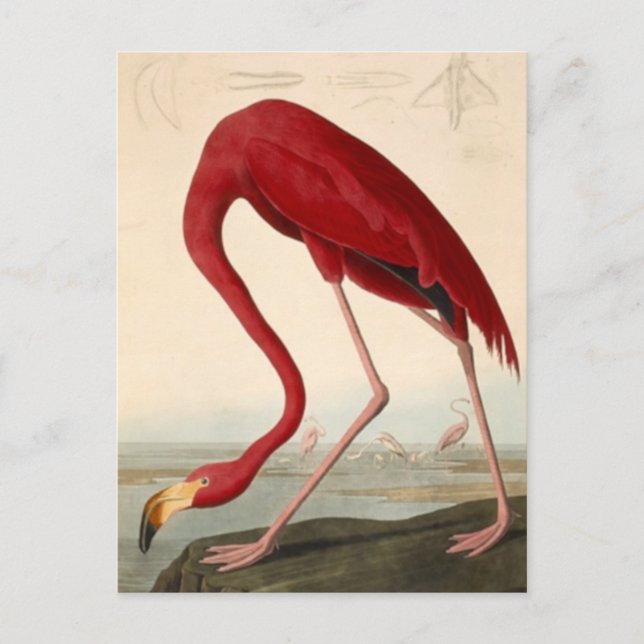 Tarjeta postal del flamenco rojo de Audubon (Anverso)