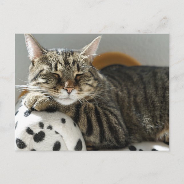 Tarjeta postal del gato atigrado relajándose (Anverso)