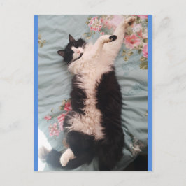 Tarjeta postal del gato esmoquin lindo haciendo un