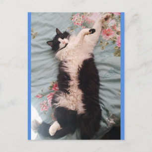 Tarjeta postal del gato esmoquin lindo haciendo un