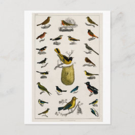 TARJETA POSTAL DEL GRÁFICO DE AVES DE VENTAJA