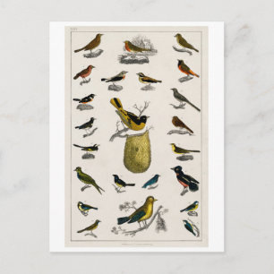 TARJETA POSTAL DEL GRÁFICO DE AVES DE VENTAJA