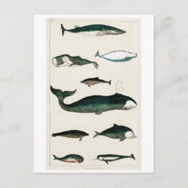 TARJETA POSTAL DEL GRÁFICO DE BALLENAS DE VINTAJE