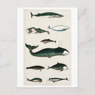 TARJETA POSTAL DEL GRÁFICO DE BALLENAS DE VINTAJE