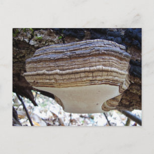 Tarjeta postal del hongo Phellinus igniarius