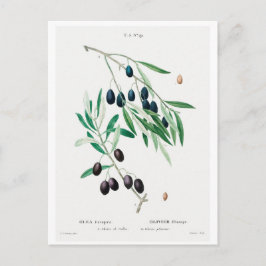TARJETA POSTAL DEL ILUSTRACION BOTÁNICO "OLIVES" D
