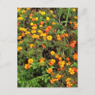 Tarjeta postal del jardín botánico vintage moderno