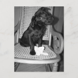 tarjeta postal del laboratorio de violeta para beb