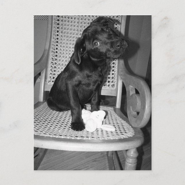 tarjeta postal del laboratorio de violeta para beb (Anverso)