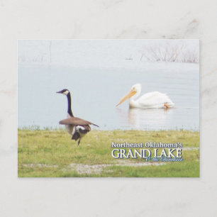 tarjeta postal del lago Grand Oklahoma pelicano3