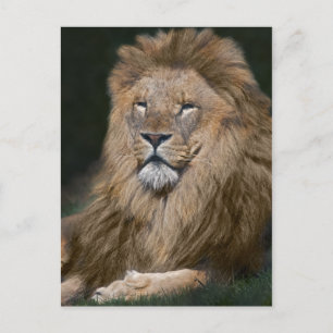 Tarjeta postal del león orgulloso